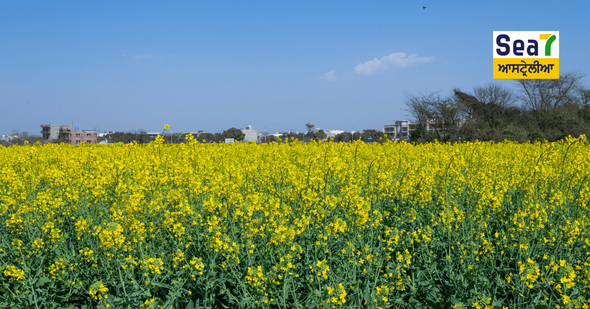 ਪਿੰਡ ਦੀ ਜੂਹ