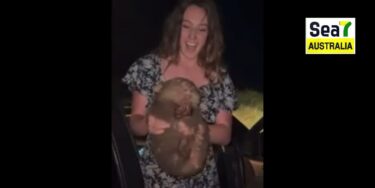 Wombat